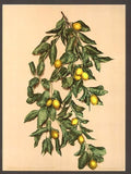 A branch of lemons Limone Lake Garda Vintage A4 Photo Print