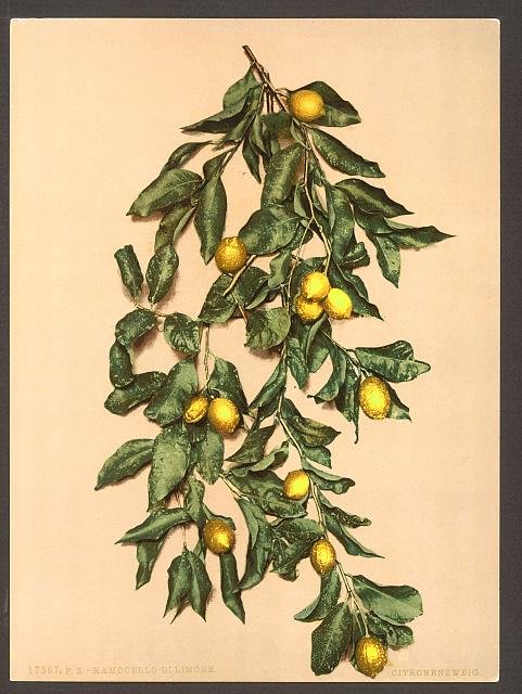 A branch of lemons Limone Lake Garda Vintage A4 Photo Print
