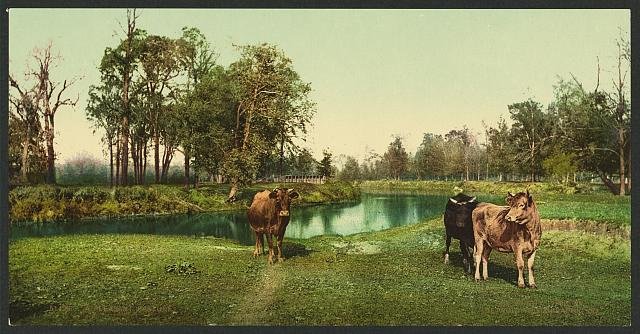 A pleasant pasture Vintage A4 Photo Print