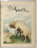 A wolf from Wolfert's Roost PUCK A4 Photo Print
