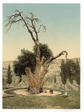 Abrahams tree Mamreh Hebron Vintage A4 Photo Print