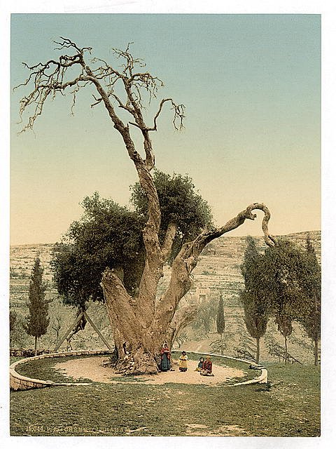 Abrahams tree Mamreh Hebron Vintage A4 Photo Print