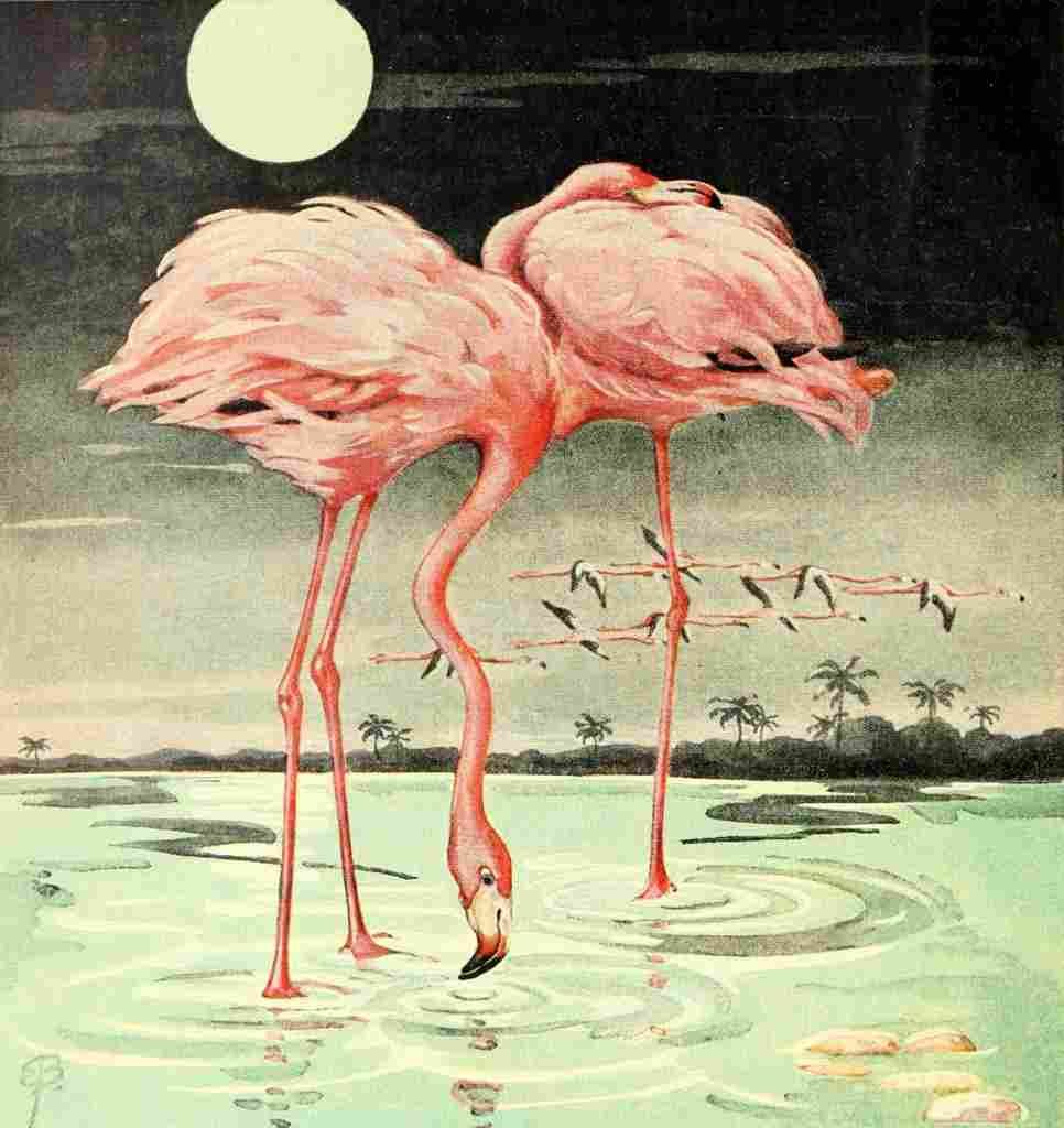 Adventures with Animals & Plants 1948 Flamingos A4 Photo Print