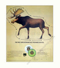 Aerodynamic Moose Flyer Vintage Retro Advert Poster A4 Photo Print