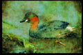 African Birds 268000 Little Grebe A4 Limited Edition Watercolour Print