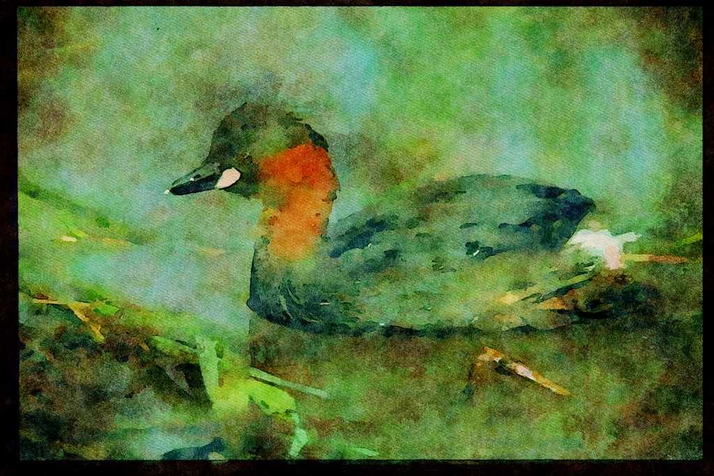 African Birds 268000 Little Grebe A4 Limited Edition Watercolour Print