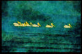 African Birds 268001 White Pelicans A4 Limited Edition Watercolour Print