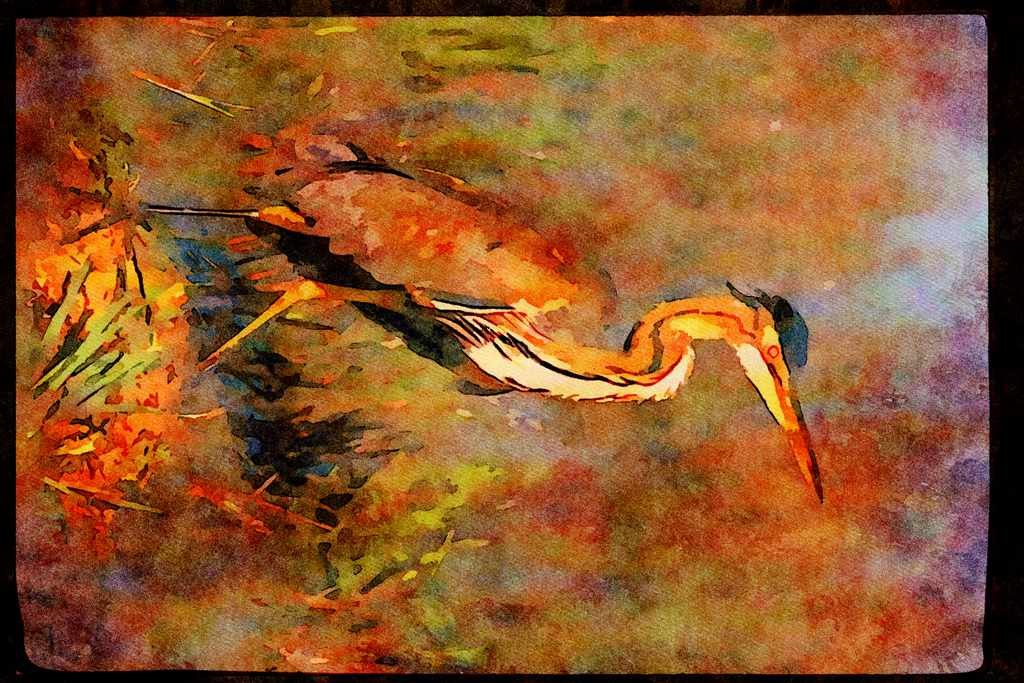 African Birds 268004 Purple Heron A4 Limited Edition Watercolour Print