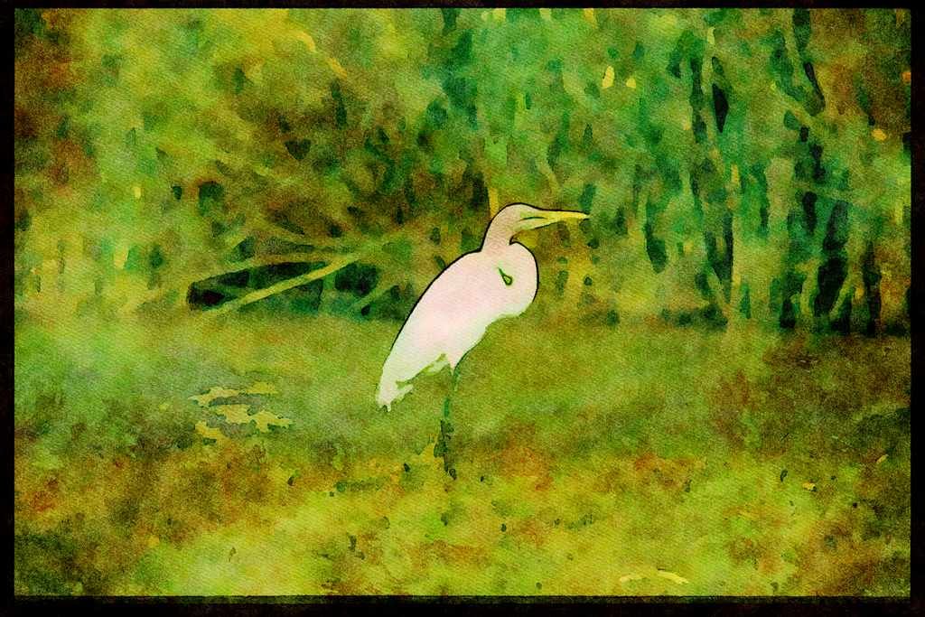 African Birds 268005 Great White Egret A4 Limited Edition Watercolour Print