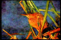 African Birds 268006 Little Bittern A4 Limited Edition Watercolour Print
