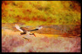 African Birds 268007 Saddlebilled Stork A4 Limited Edition Watercolour Print