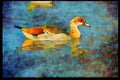 African Birds 268008 Egyptian Goose A4 Limited Edition Watercolour Print
