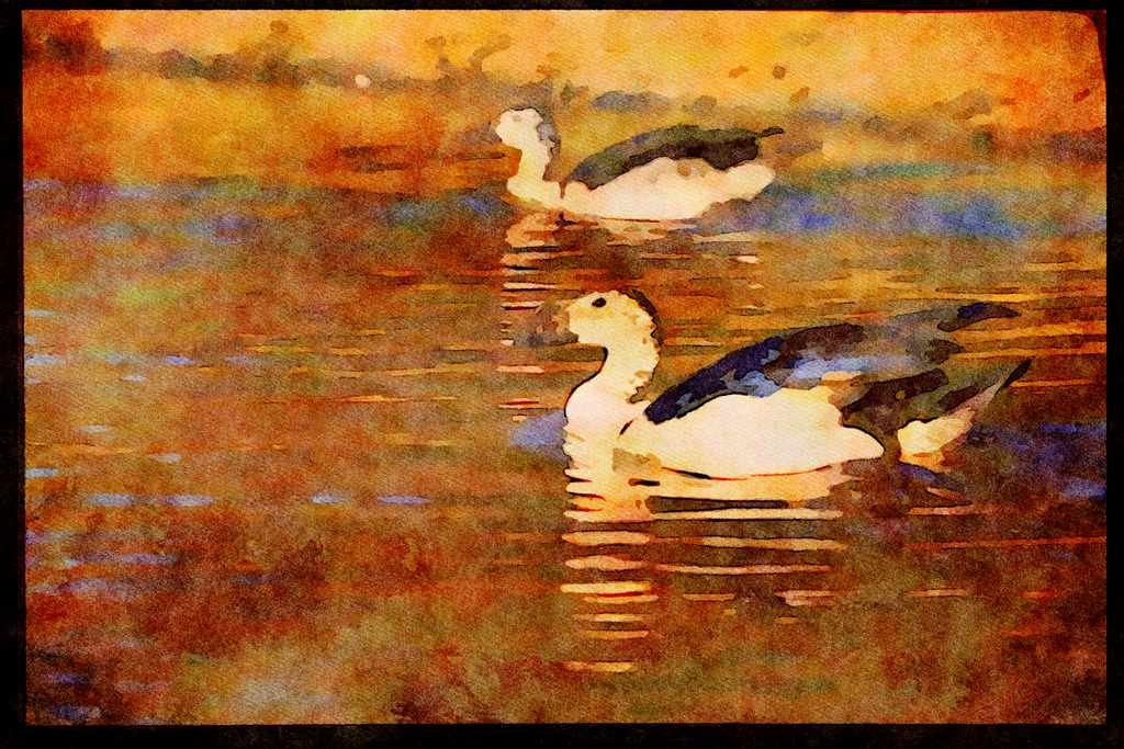African Birds 268010 Knobbilled Duck A4 Limited Edition Watercolour Print