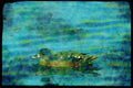 African Birds 268011 African Black Duck A4 Limited Edition Watercolour Print