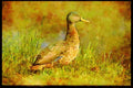 African Birds 268012 Yellowbilled Duck A4 Limited Edition Watercolour Print