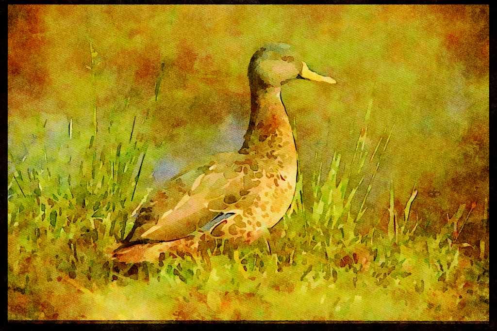 African Birds 268012 Yellowbilled Duck A4 Limited Edition Watercolour Print