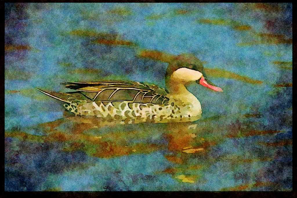African Birds 268013 Redbilled Teal A4 Limited Edition Watercolour Print