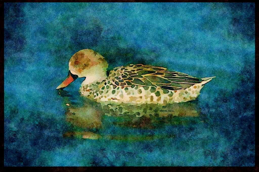 African Birds 268014 Cape Teal A4 Limited Edition Watercolour Print