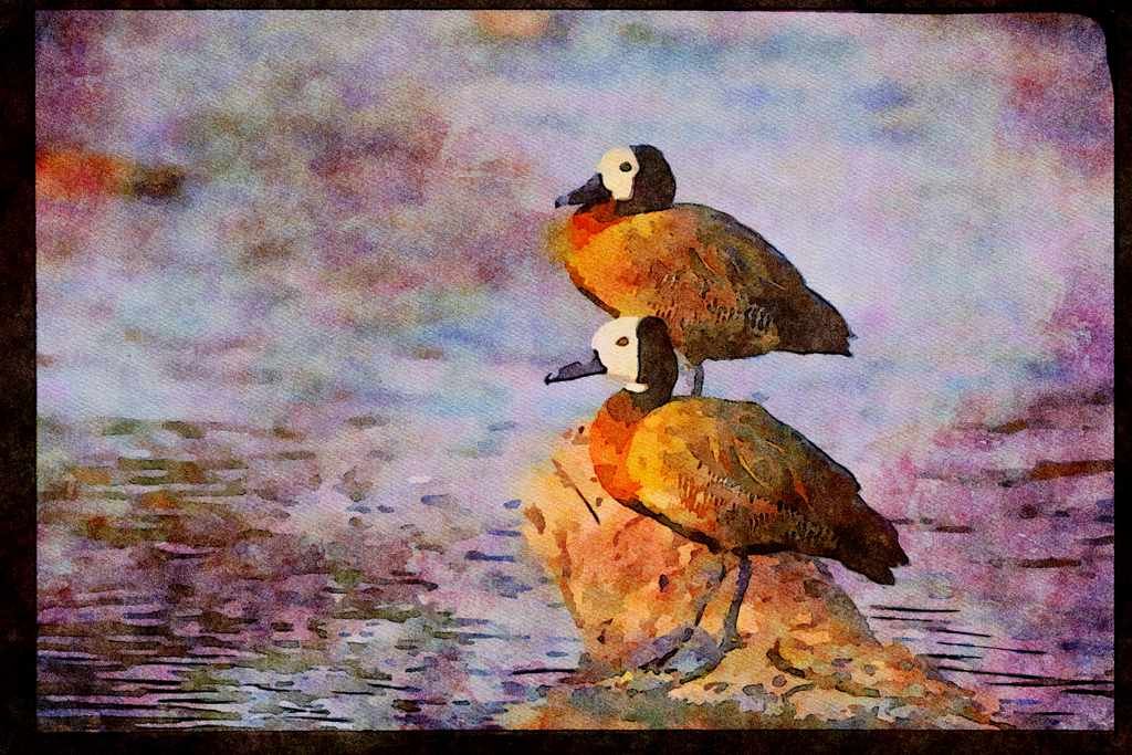 African Birds 268015 Whitefaced Duck A4 Limited Edition Watercolour Print