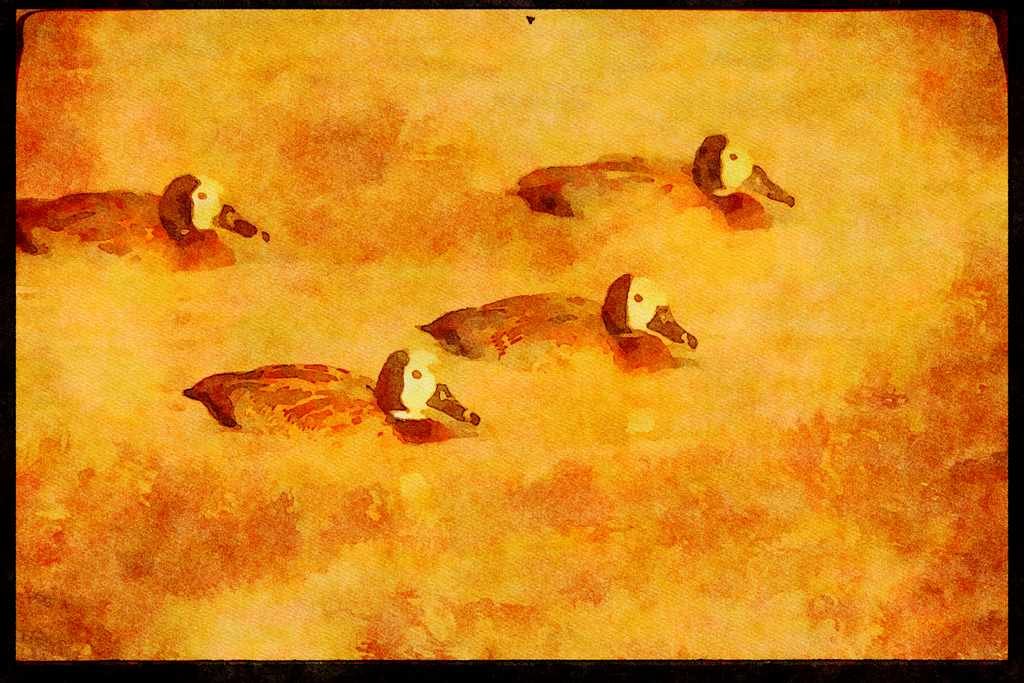 African Birds 268016 Whitefaced Duck A4 Limited Edition Watercolour Print