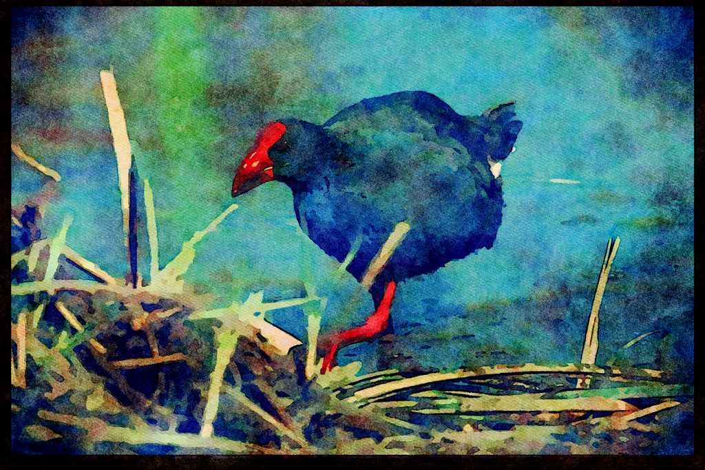 African Birds 268018 Purple Gallinule A4 Limited Edition Watercolour Print