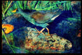 African Birds 268019 Lesser Moorhen A4 Limited Edition Watercolour Print