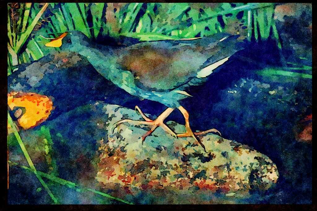 African Birds 268019 Lesser Moorhen A4 Limited Edition Watercolour Print