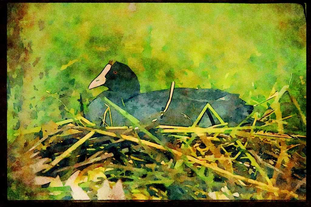 African Birds 268020 Redknobbed Coot A4 Limited Edition Watercolour Print
