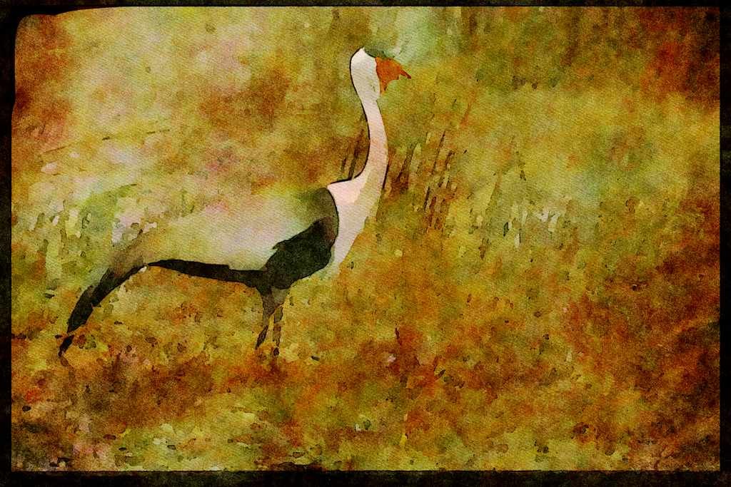 African Birds 268021 Wattled Crane A4 Limited Edition Watercolour Print