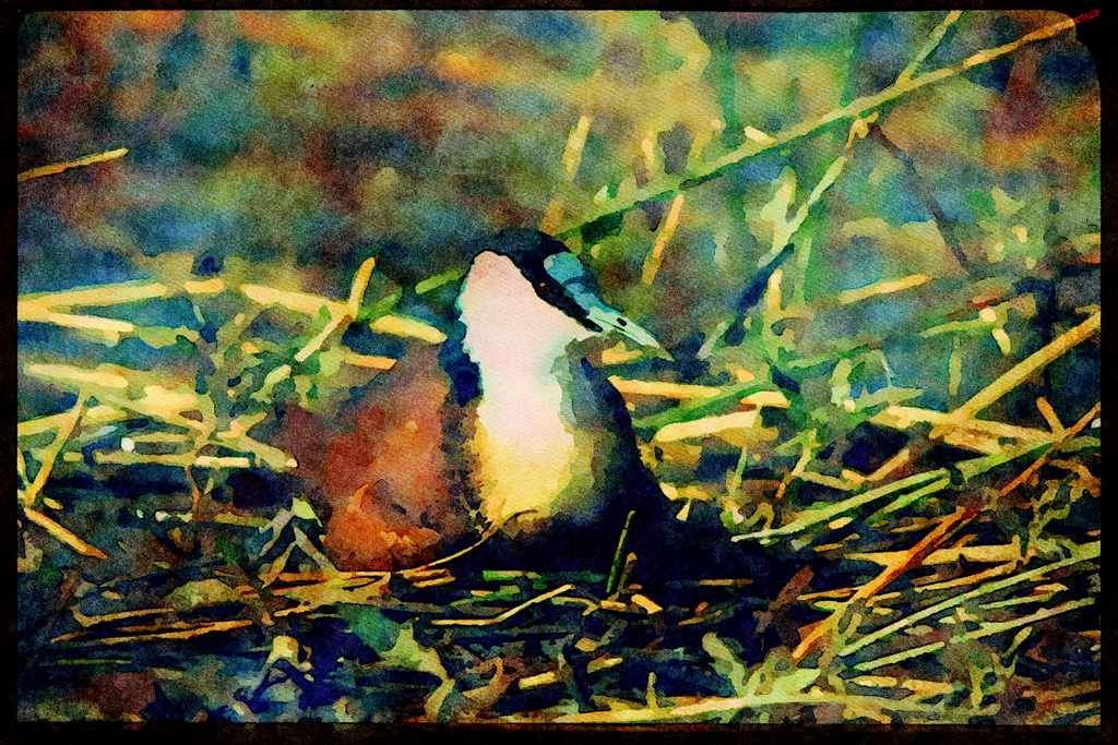 African Birds 268023 African Jacana A4 Limited Edition Watercolour Print