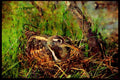 African Birds 268024 Painted Snipe A4 Limited Edition Watercolour Print