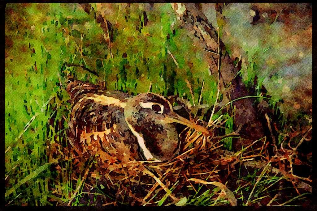 African Birds 268024 Painted Snipe A4 Limited Edition Watercolour Print