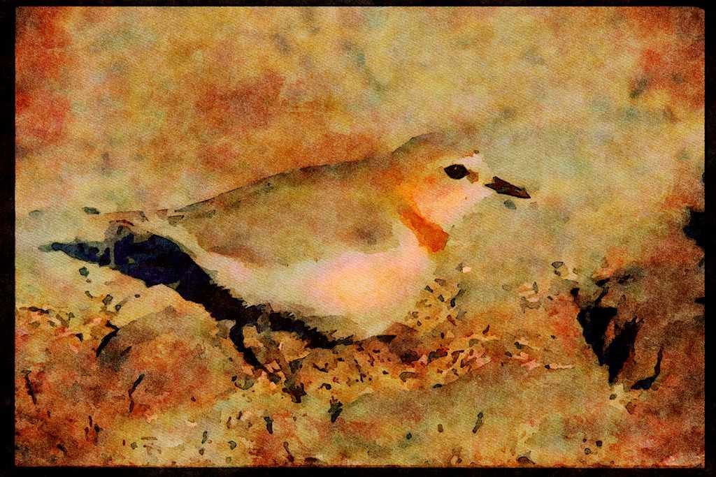 African Birds 268026 Chestnut Banded Plonea A4 Limited Edition Watercolour Print