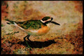 African Birds 268027 Kittlitz's Plover A4 Limited Edition Watercolour Print