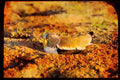 African Birds 268028 Whitecrowned Plover A4 Limited Edition Watercolour Print