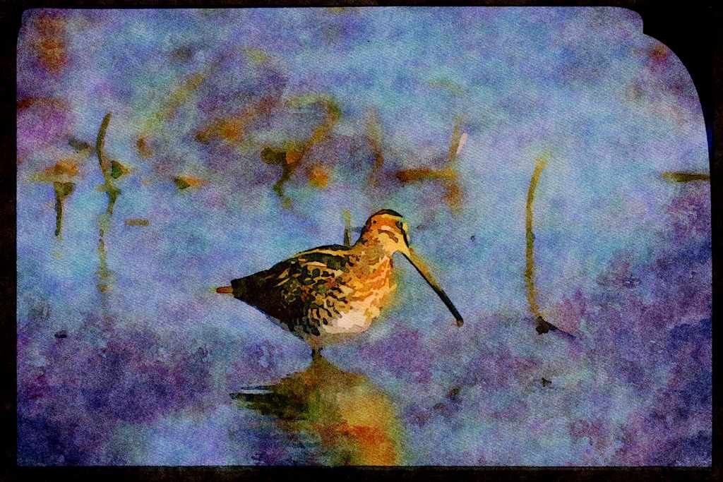 African Birds 268029 Ethiopian Snipe A4 Limited Edition Watercolour Print