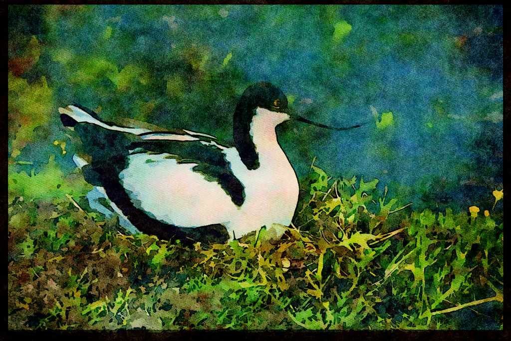 African Birds 268030 Blackcrowned Avocet A4 Limited Edition Watercolour Print