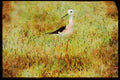 African Birds 268031 Blackwinger Stilt A4 Limited Edition Watercolour Print