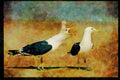 African Birds 268032 Kelp Gull A4 Limited Edition Watercolour Print