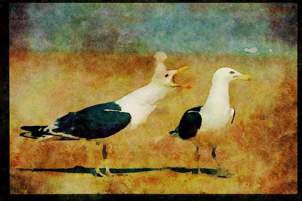 African Birds 268032 Kelp Gull A4 Limited Edition Watercolour Print