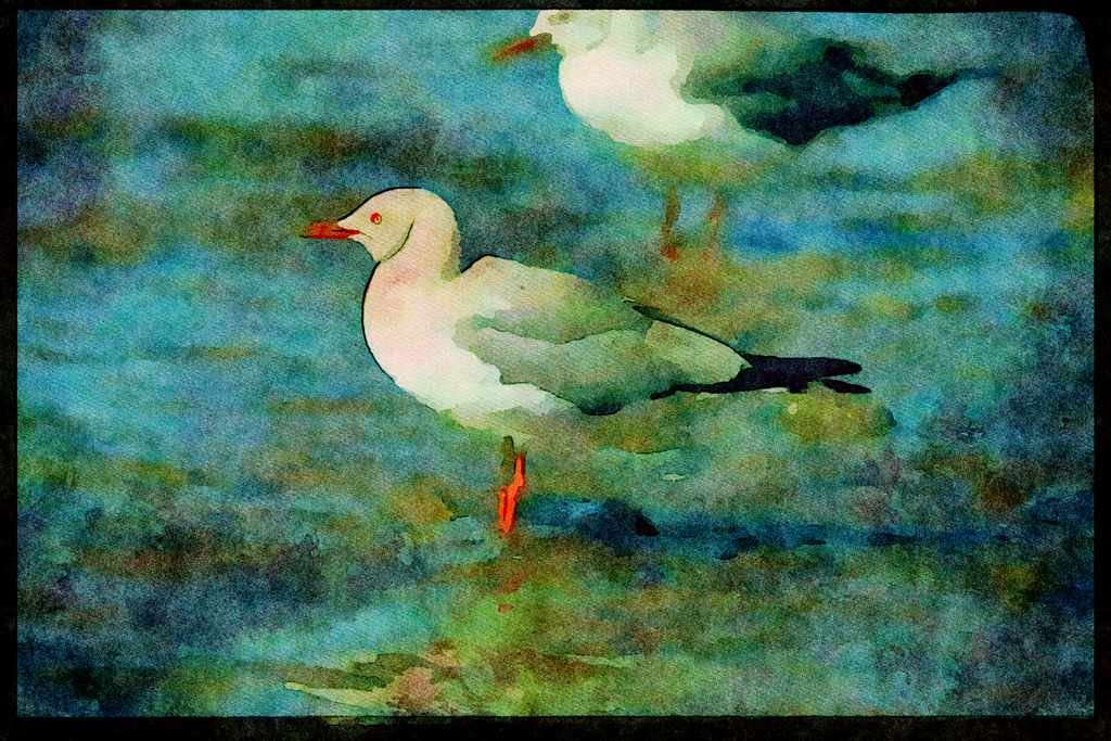 African Birds 268033 Greyheaded Gull A4 Limited Edition Watercolour Print