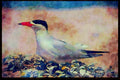 African Birds 268034 Caspian Tern A4 Limited Edition Watercolour Print