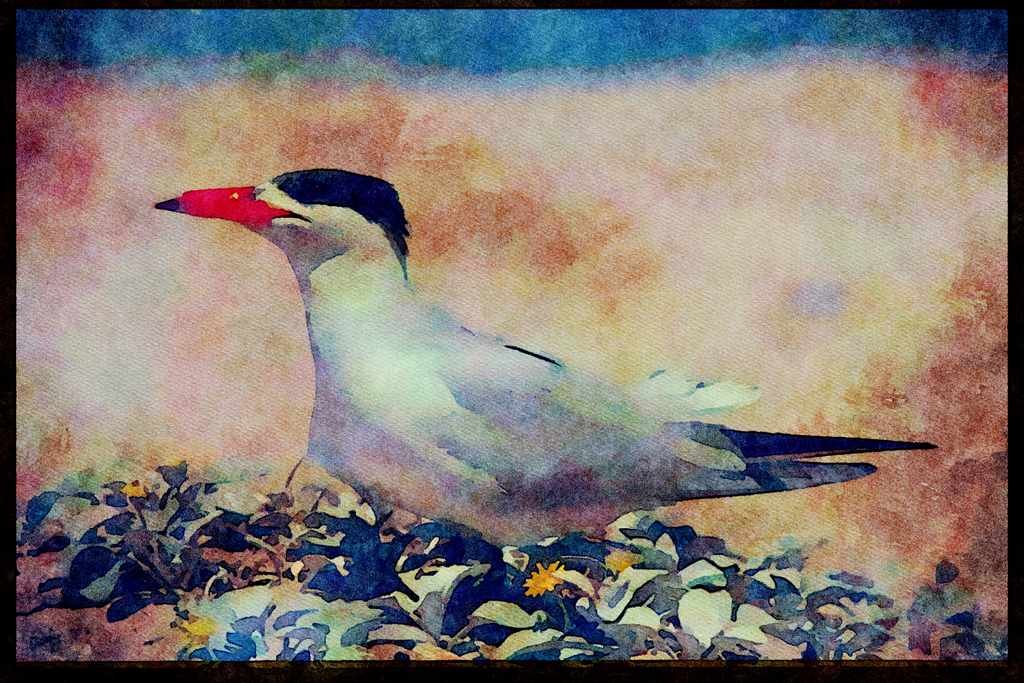 African Birds 268034 Caspian Tern A4 Limited Edition Watercolour Print