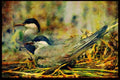 African Birds 268035 Whiskered Tern A4 Limited Edition Watercolour Print
