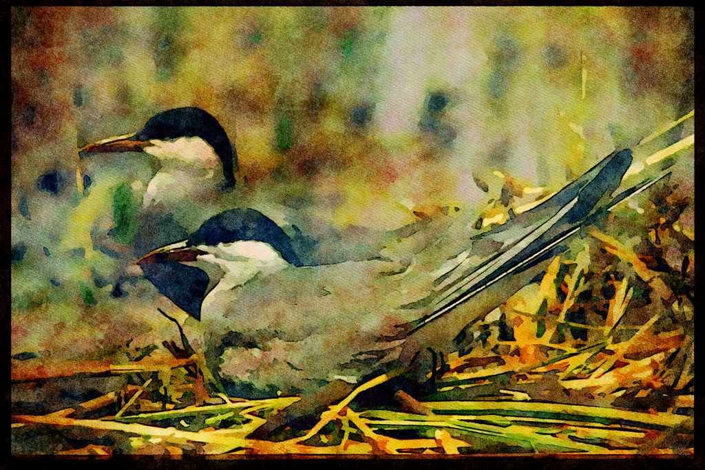 African Birds 268035 Whiskered Tern A4 Limited Edition Watercolour Print