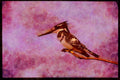 African Birds 268036 Pied Kingfisher A4 Limited Edition Watercolour Print