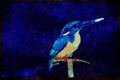 African Birds 268037 Halfcollared Kingfisher A4 Limited Edition Watercolour Print