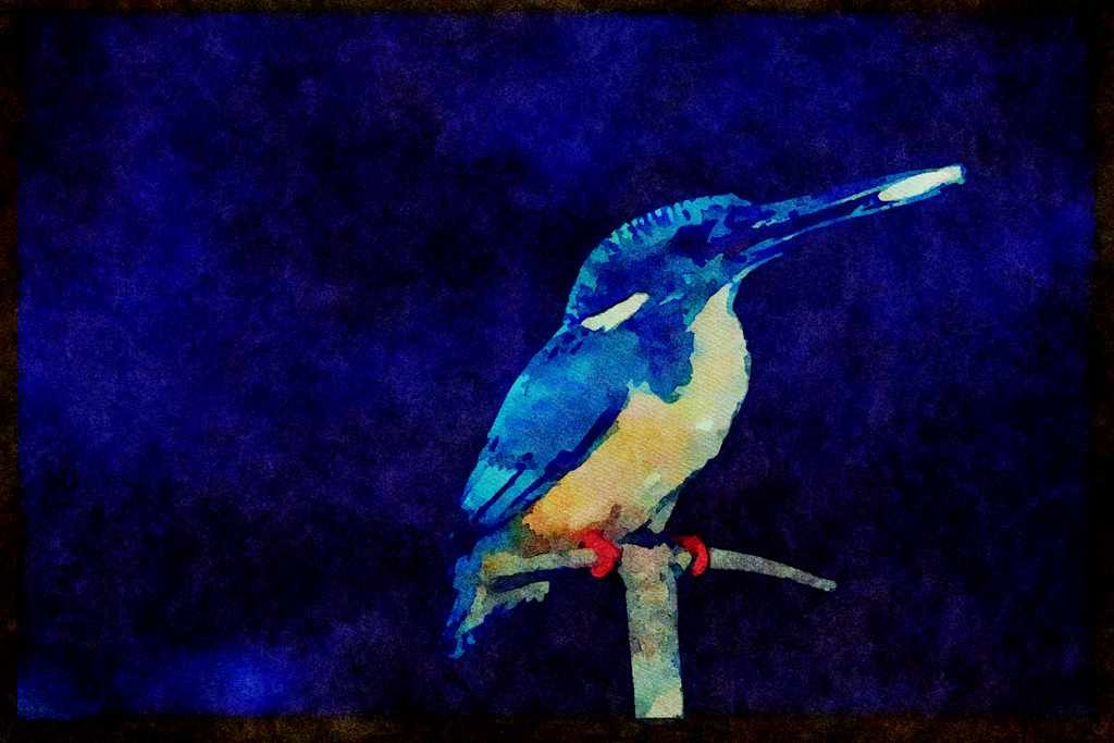 African Birds 268037 Halfcollared Kingfisher A4 Limited Edition Watercolour Print