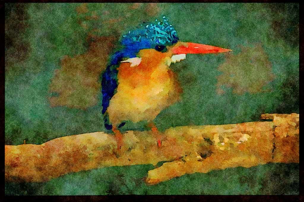 African Birds 268038 Malachite Kingfisher A4 Limited Edition Watercolour Print