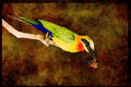 African Birds 268040 Whitefronted Bee Eater A4 Limited Edition Watercolour Print